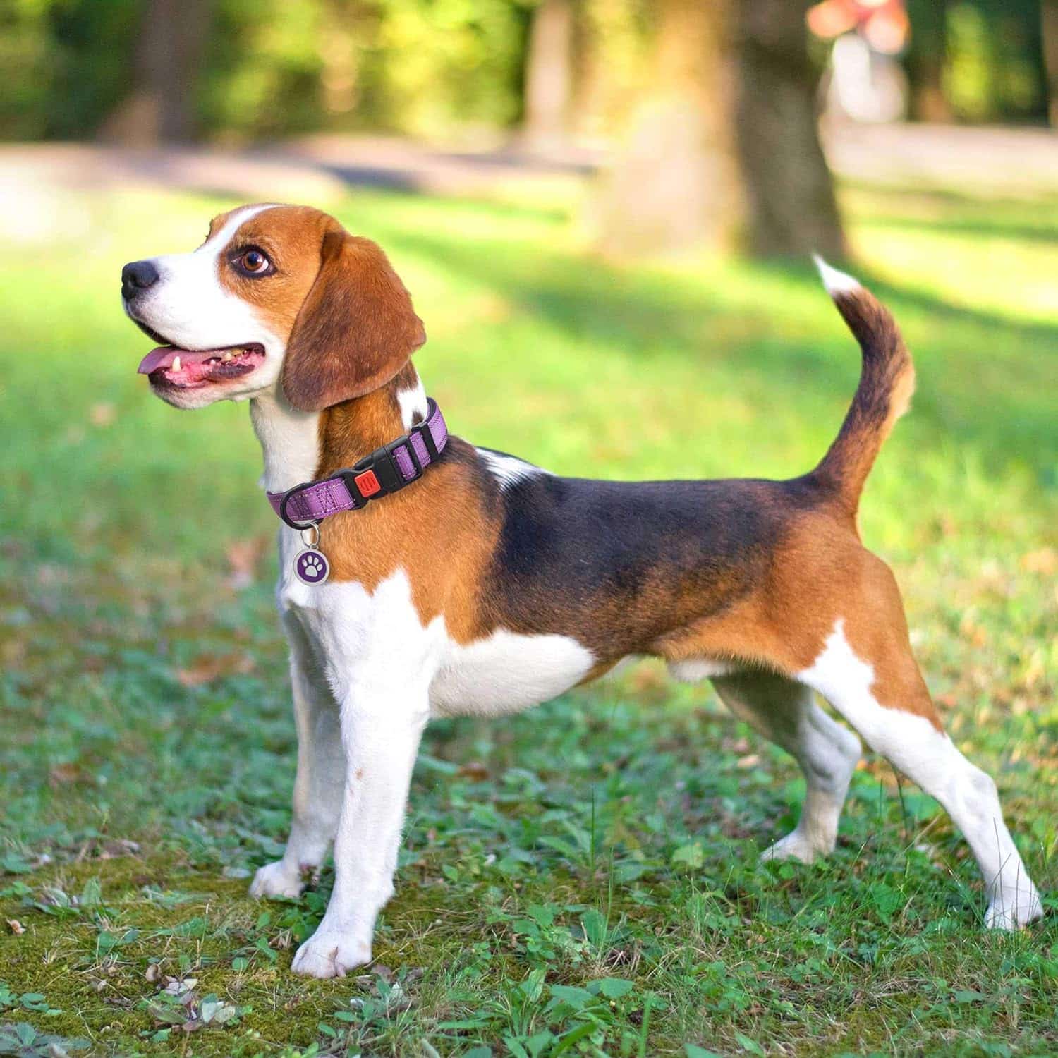 tobeDRI Reflective Nylon Dog Collar – A Review of the Ultimate Dog Accessory